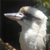 09. Lone Pine Koala Sanctuary